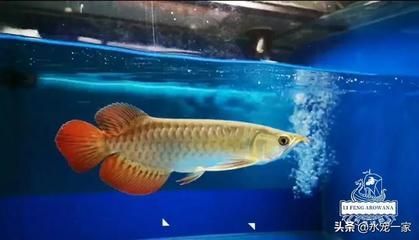 養龍魚需要經常換水嗎為什么養龍魚要經常換水嗎：養龍魚要經常換水嗎