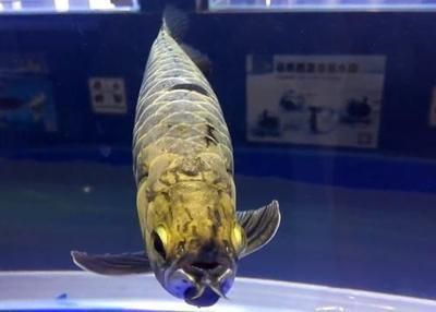 紅龍魚背景圖片素材大全高清無水?。t龍魚背景圖片素材大全高清無水印下載）