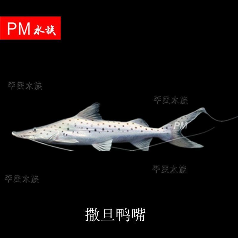 銀豹鴨嘴魚和龍魚混養(yǎng)好嗎：銀豹鴨嘴魚與龍魚混養(yǎng)的注意事項