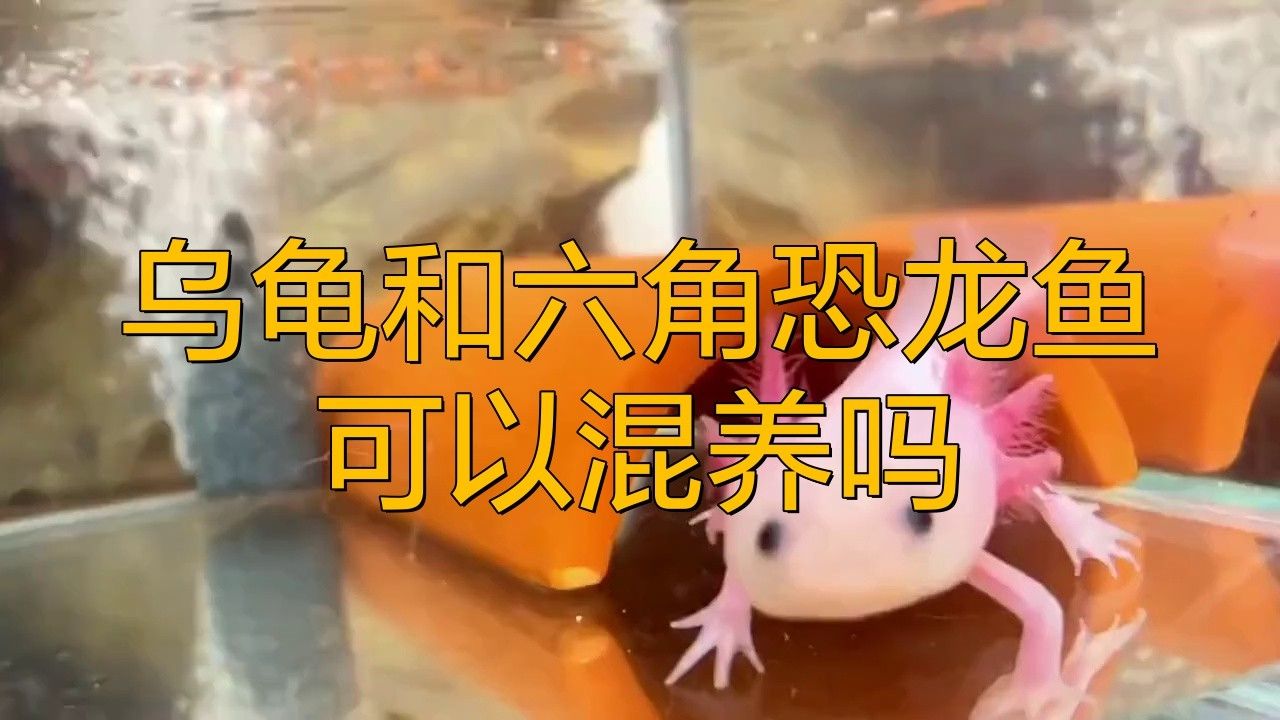 混養時如何避免龜類攻擊龍魚？ 混養時如何避免龜類攻擊龍魚？ 龍魚百科 第1張