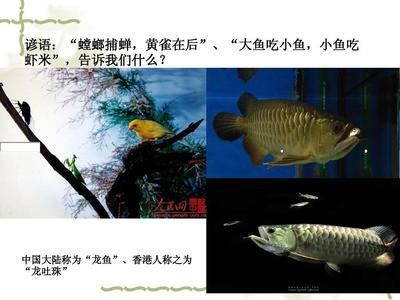 香港龍魚叫什么（香港龍魚的命名寓意） 香港龍魚叫什么（香港龍魚的命名寓意） 龍魚百科 第4張
