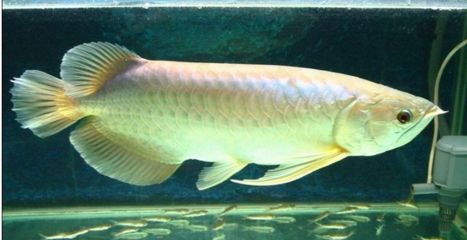 香港龍魚叫什么（香港龍魚的命名寓意） 香港龍魚叫什么（香港龍魚的命名寓意） 龍魚百科 第5張
