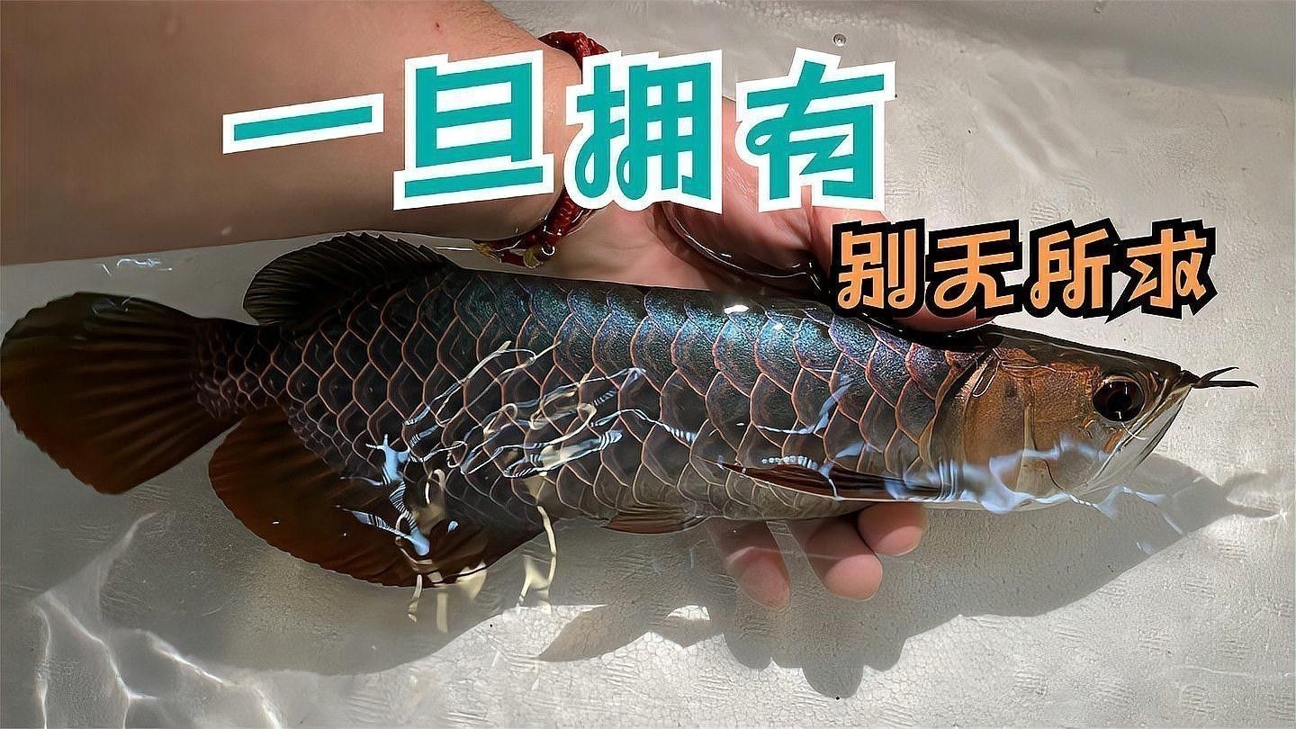 藍底過背金龍魚適合新手養嗎？