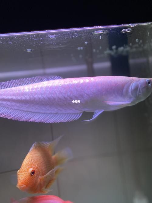 什么魚適合和銀龍魚混養呢圖片