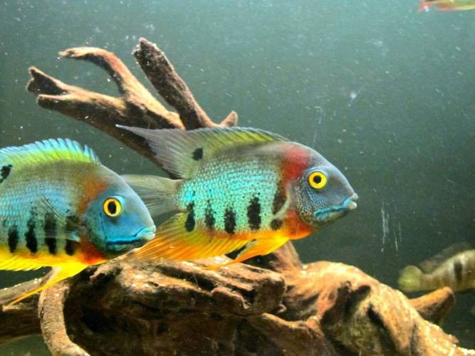 什么魚適合和銀龍魚混養呢圖片