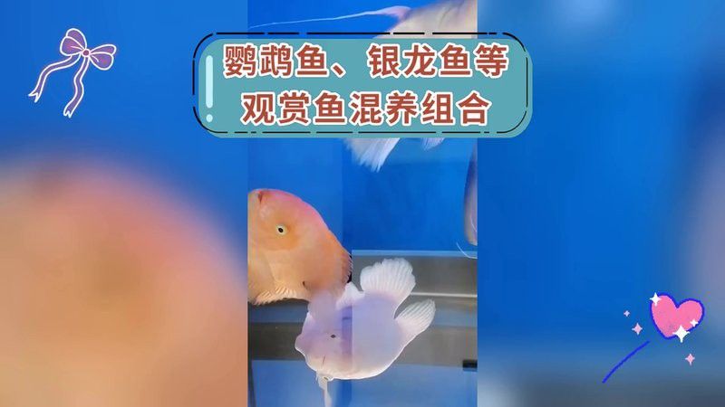什么魚適合和銀龍魚混養呢圖片