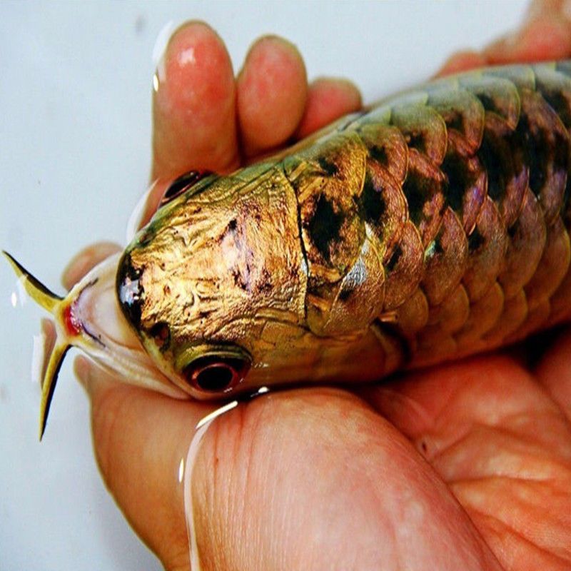 如何挑選過背金龍魚蝦：如何挑選過背金龍魚 如何挑選過背金龍魚蝦：如何挑選過背金龍魚 龍魚百科 第3張