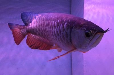 金龍魚與紅龍魚哪個貴些 龍魚百科 第4張 金龍魚與紅龍魚哪個貴些 金龍魚與紅龍魚哪個貴些 龍魚百科 第4張