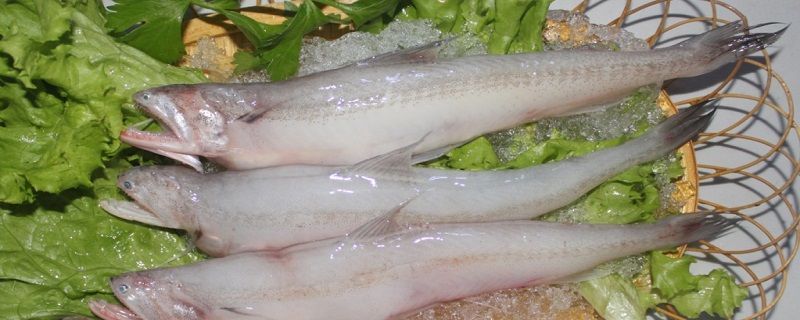 龍魚片是什么魚做成的:如何辨別龍魚片真偽 龍魚百科 第1張 龍魚片是什么魚做成的:如何辨別龍魚片真偽 龍魚片是什么魚做成的:如何辨別龍魚片真偽 龍魚百科 第1張