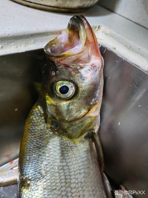 金龍魚翹嘴圖片大全高清大圖