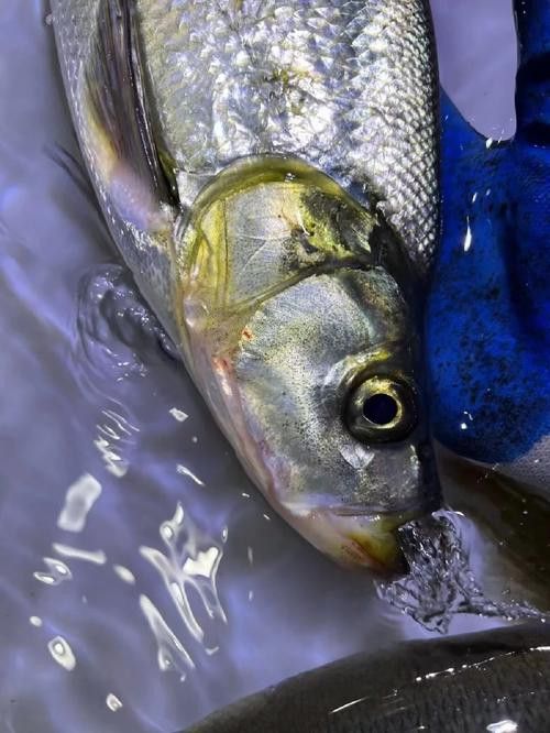 金龍魚翹嘴圖片大全高清大圖