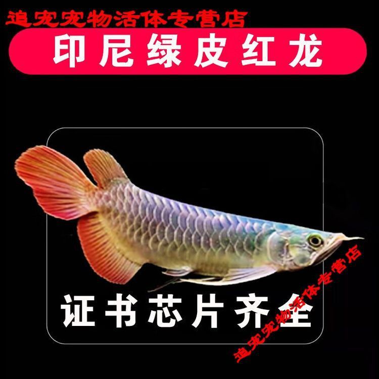 印尼紅龍魚苗價格多少一條啊 印尼紅龍魚苗價格多少一條啊 龍魚百科 第16張