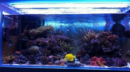 進門看見魚缸好么（如何化解魚缸風水不利影響魚缸養什么魚招財）