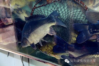 進門看見魚缸好么（如何化解魚缸風水不利影響魚缸養什么魚招財）