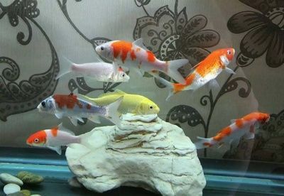 進門看見魚缸好么（如何化解魚缸風水不利影響魚缸養什么魚招財）