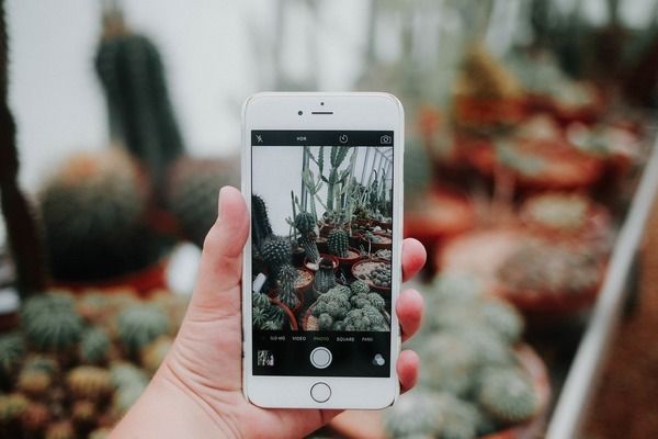 紫嫣小紅龍魚是號半（“紫嫣小紅龍魚”價格推測紫嫣小紅龍魚價格范圍）