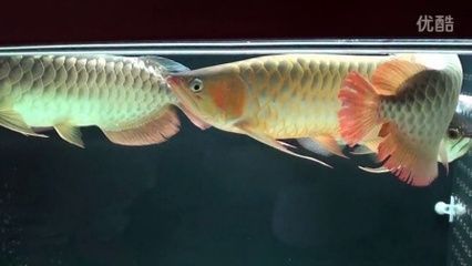 1米龍魚的視頻（1米長的龍魚視頻與1米長龍魚相關的視頻鏈接及內容簡介）