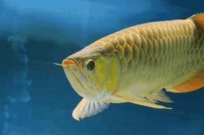 龍魚是什么時期就有的：龍魚作為觀賞魚的發展歷程