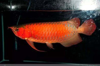 龍魚需要每天換水嗎，：龍魚是否需要每天換水