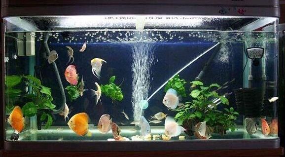 紅龍魚幼苗用臭氧可以嗎：紅龍魚幼苗使用臭氧可以嗎，紅龍魚幼苗用臭氧可以嗎