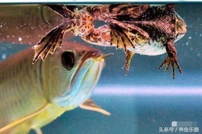 喂養龍魚的活食種類及殺菌消毒方法是什么：喂養龍魚活食時進行適當的消毒處理非常重要的方法