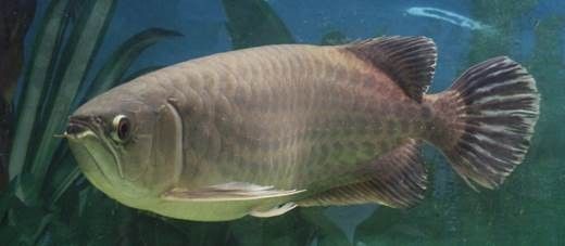 青龍魚繁殖周期是多久
