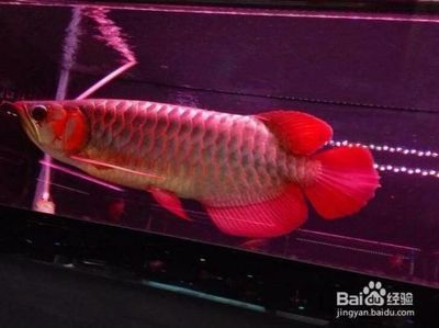 如何挑選高品質紅龍魚苗呢：挑選高品質紅龍魚苗是一項需要細致觀察和專業知識的任務