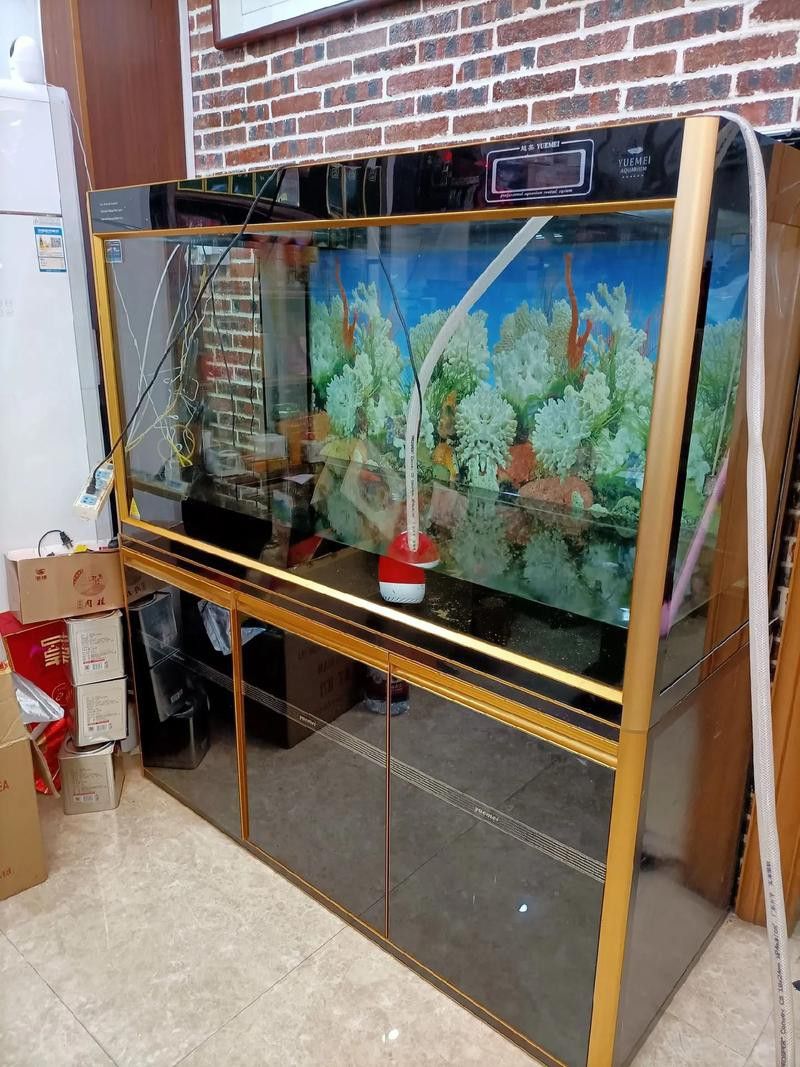 二手龍魚缸多少錢一斤啊