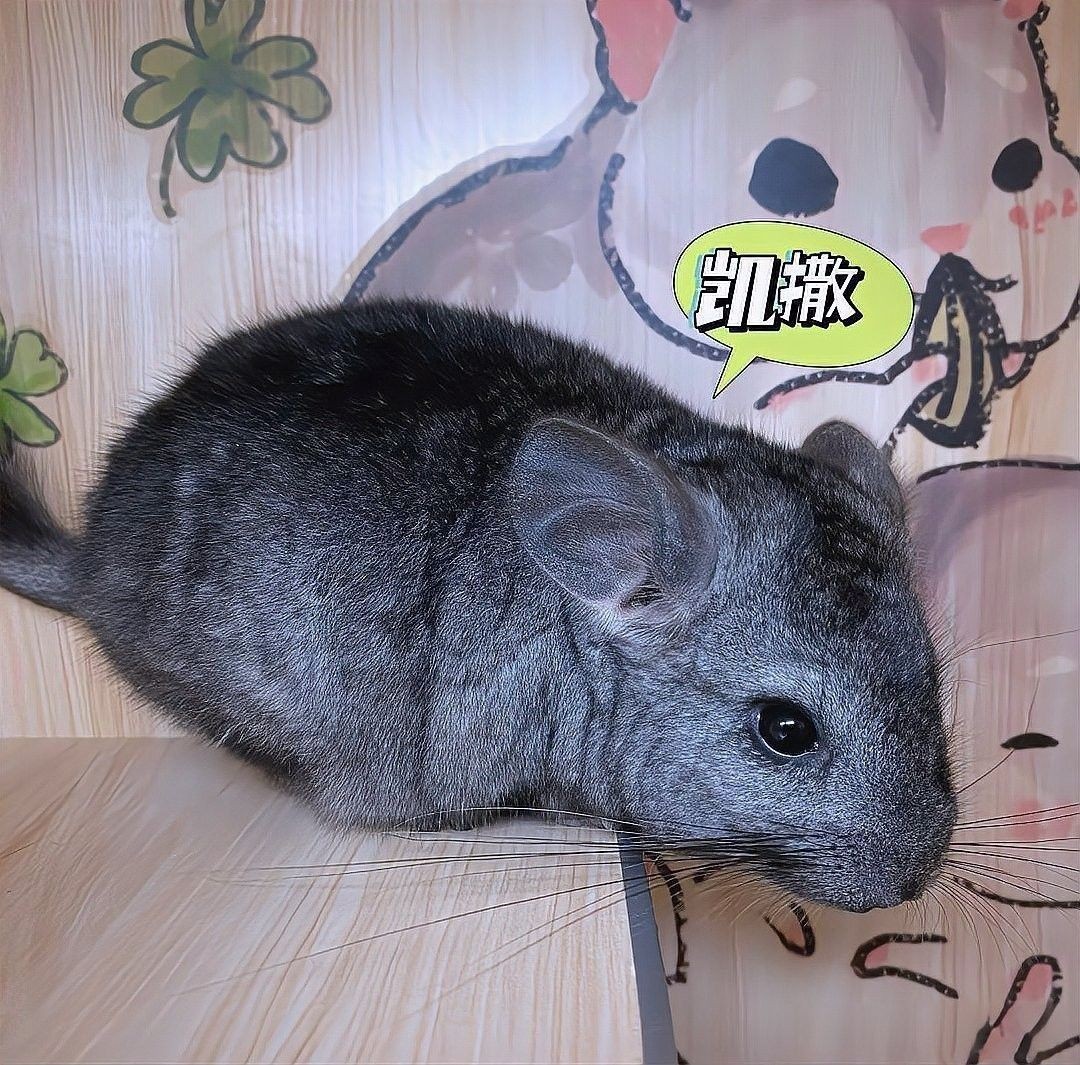 龍貓訓練過程中常見問題