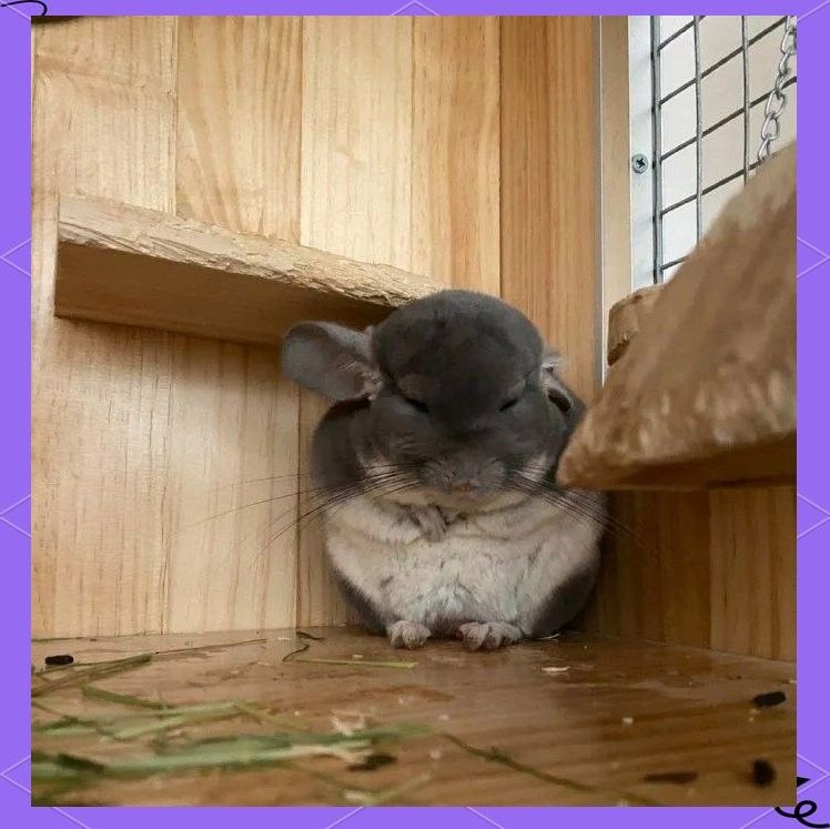 龍貓訓練過程中常見問題