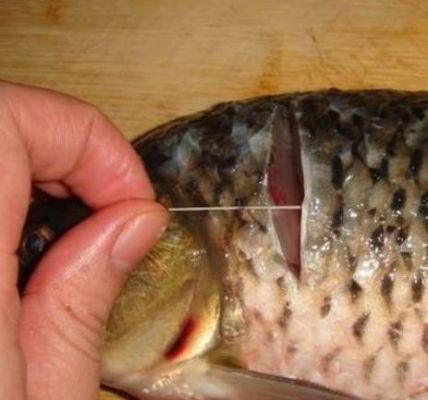 金龍魚為什么有魚腥味(金龍魚怎么保存?) 龍魚百科 第2張 金龍魚為什么有魚腥味(金龍魚怎么保存?) 金龍魚為什么有魚腥味(金龍魚怎么保存?) 龍魚百科 第2張