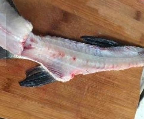 金龍魚為什么有魚腥味(金龍魚怎么保存?) 龍魚百科 第4張 金龍魚為什么有魚腥味(金龍魚怎么保存?) 金龍魚為什么有魚腥味(金龍魚怎么保存?) 龍魚百科 第4張