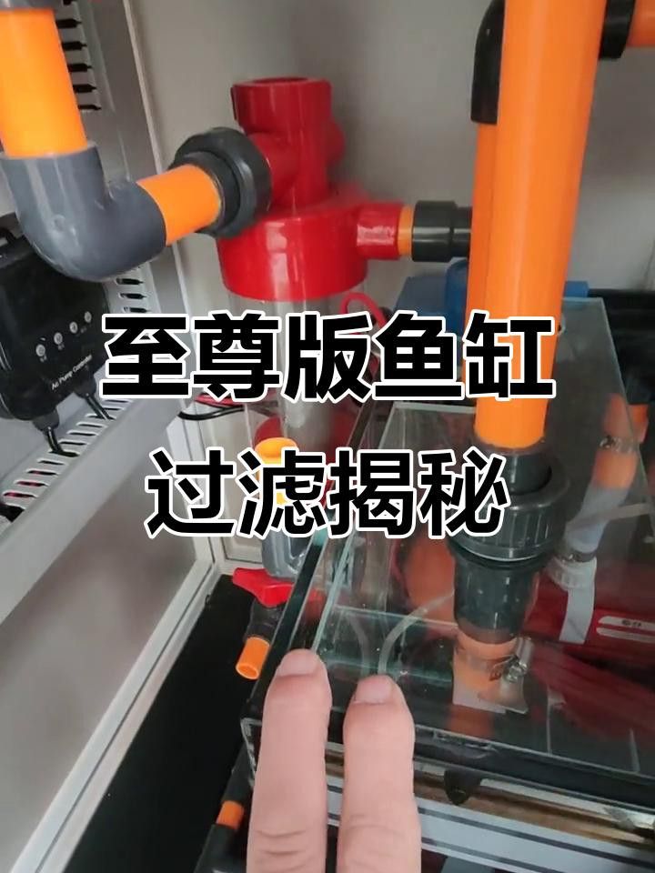 如何維護(hù)高端龍魚(yú)缸？