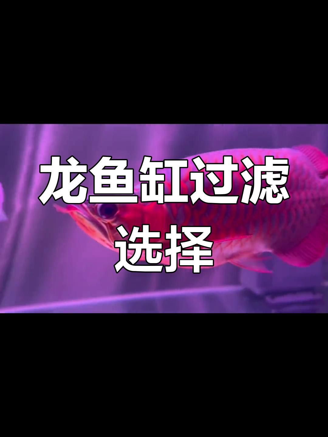 如何維護(hù)高端龍魚(yú)缸？