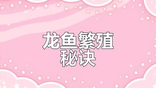 如何維護(hù)高端龍魚(yú)缸？