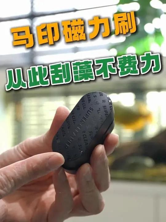 如何維護(hù)高端龍魚(yú)缸？
