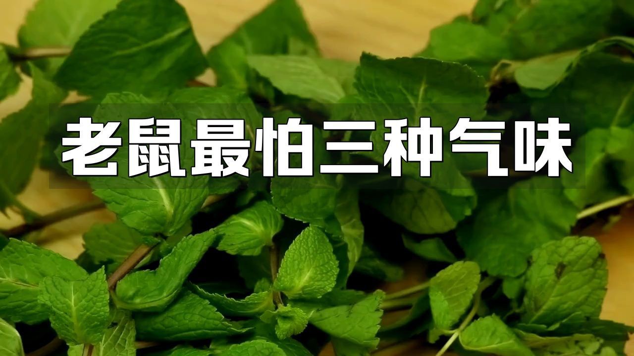 老鼠最不能聞的氣味