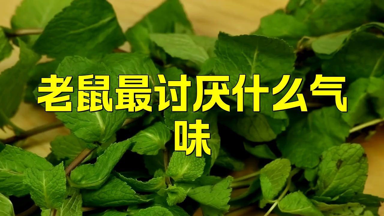 老鼠最不能聞的氣味