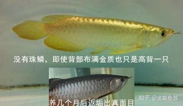 金底過背金龍魚圖片高清大圖