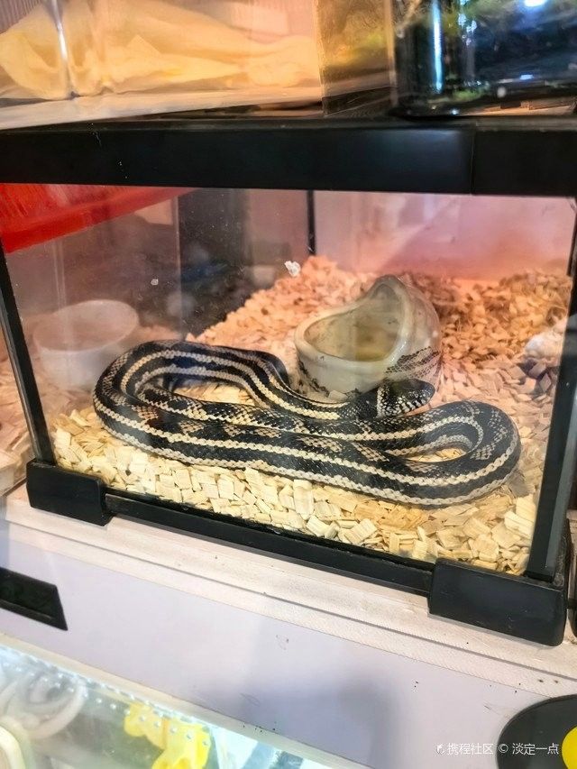 青島龍魚在哪賣好一點 青島龍魚在哪賣好一點 龍魚百科 第6張