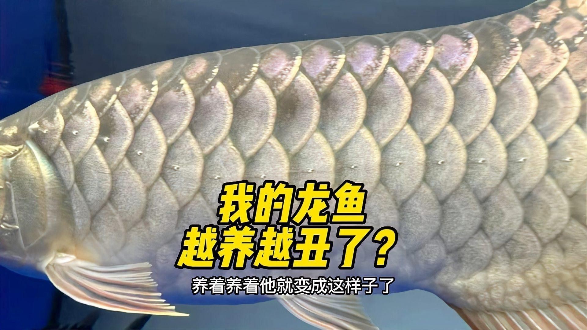 有哪些方法可以預(yù)防金龍魚褪色？ 有哪些方法可以預(yù)防金龍魚褪色？ 龍魚百科 第1張