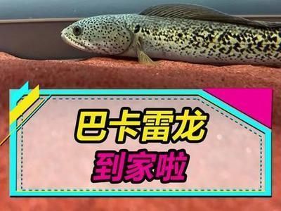 巴卡雷龍魚繁殖成功率提升方法：如何提高巴卡雷龍魚的繁殖成功率