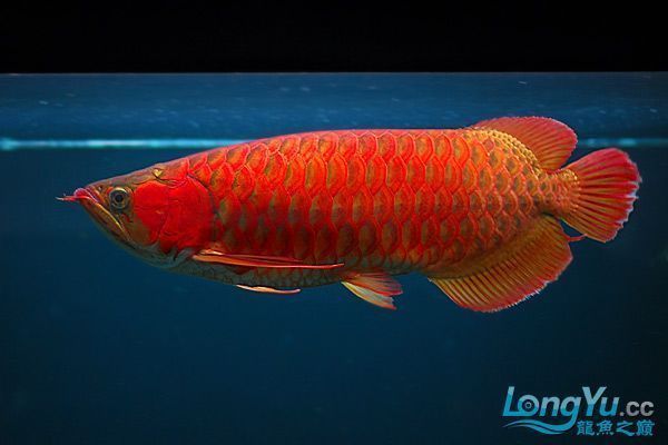 紅龍魚(yú)貴嗎？：紅龍魚(yú)市場(chǎng)價(jià)格走勢(shì) 紅龍魚(yú)貴嗎？：紅龍魚(yú)市場(chǎng)價(jià)格走勢(shì) 龍魚(yú)百科 第3張