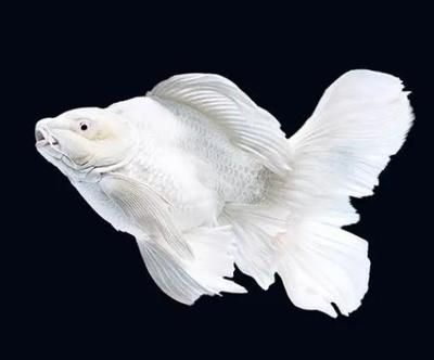 蝴蝶鯉魚和龍魚混養：蝴蝶鯉魚和龍魚可以混養嗎