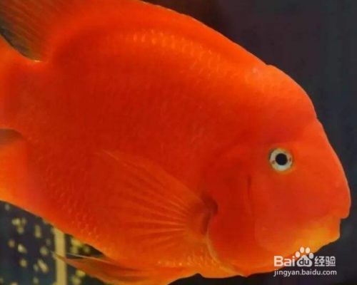 龍魚把女王吃了視頻在線觀看：龍魚把女王吃了視頻瘋傳，真相、謠言與網絡時代的集體狂熱 龍魚把女王吃了視頻在線觀看：龍魚把女王吃了視頻瘋傳，真相、謠言與網絡時代的集體狂熱 龍魚百科 第2張
