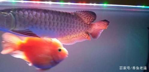 小龍魚能吃嗎有營養嗎：小龍魚能吃嗎 小龍魚能吃嗎有營養嗎：小龍魚能吃嗎 龍魚百科 第3張