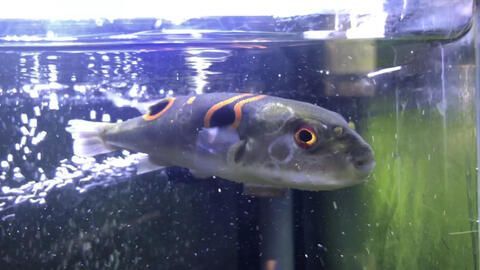 龍魚和河豚是否可以混養,取決于多種因素,:龍魚和河豚可以混養,取決于多種因素, 龍魚百科 第1張 龍魚和河豚是否可以混養,取決于多種因素,:龍魚和河豚可以混養,取決于多種因素, 龍魚和河豚是否可以混養,取決于多種因素,:龍魚和河豚可以混養,取決于多種因素, 龍魚百科 第1張