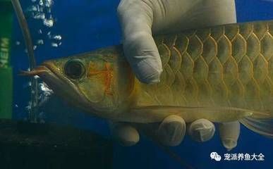 龍魚不停的張嘴呼吸怎么治【龍魚不停的張嘴呼吸怎么辦】