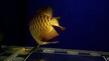 金龍魚吃金蛙有什么好處嗎：金龍魚吃金蛙有什么好處？