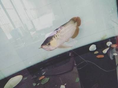 金龍魚不吃食怎么辦用青大霉素有用嗎：金龍魚不吃食怎么辦 金龍魚不吃食怎么辦用青大霉素有用嗎：金龍魚不吃食怎么辦 龍魚百科 第1張